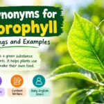 synonyms for chlorophyll